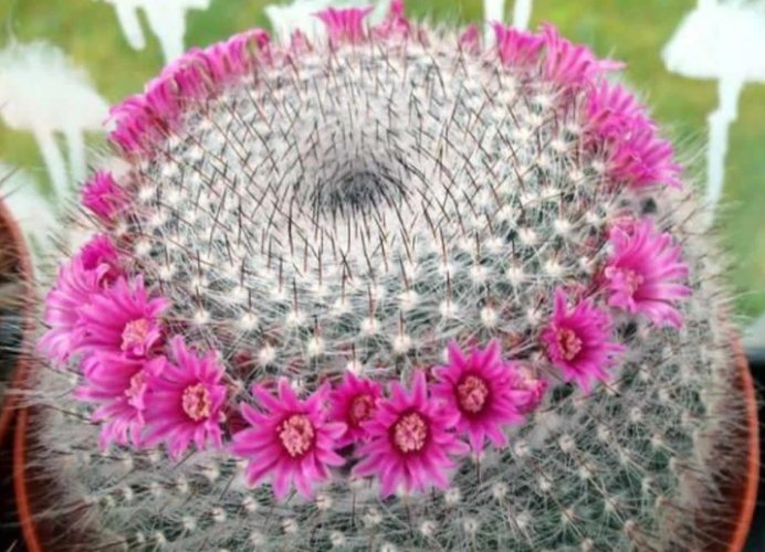 白星仙人掌分株方法