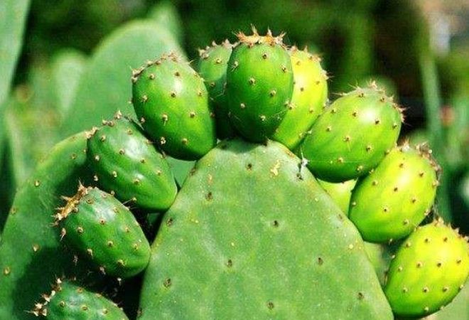 仙人掌土壤配方