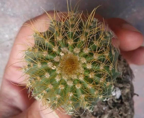 室內仙人掌養護