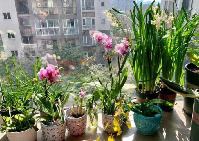 全年開花植物台灣