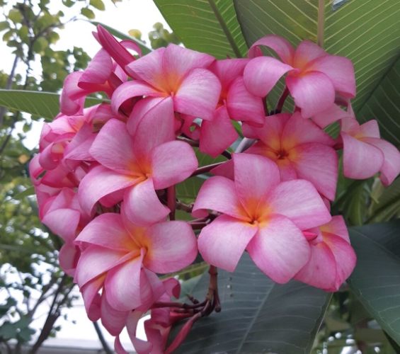 雞蛋花換盆時間