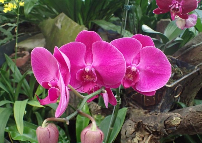 蝴蝶蘭開花季節