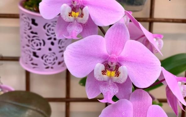 秋天蝴蝶蘭照顧