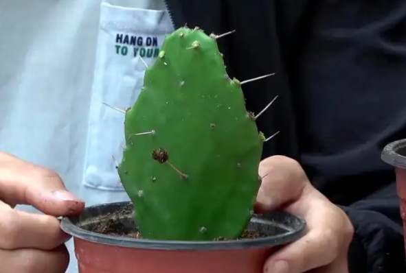 仙人掌生根方法