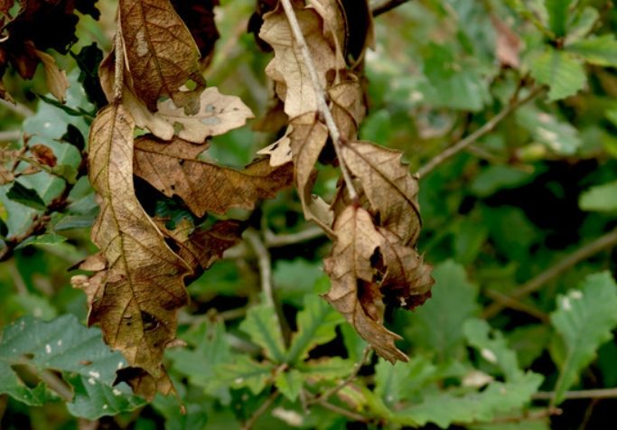 植物換盆注意事項