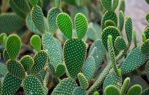 仙人掌發芽方法
