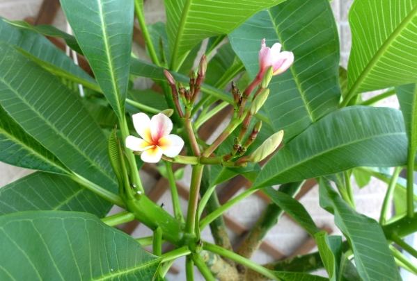 雞蛋花水分需求