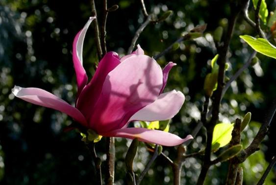 玉蘭樹修剪方法