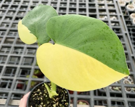 龜背芋葉子變黃
