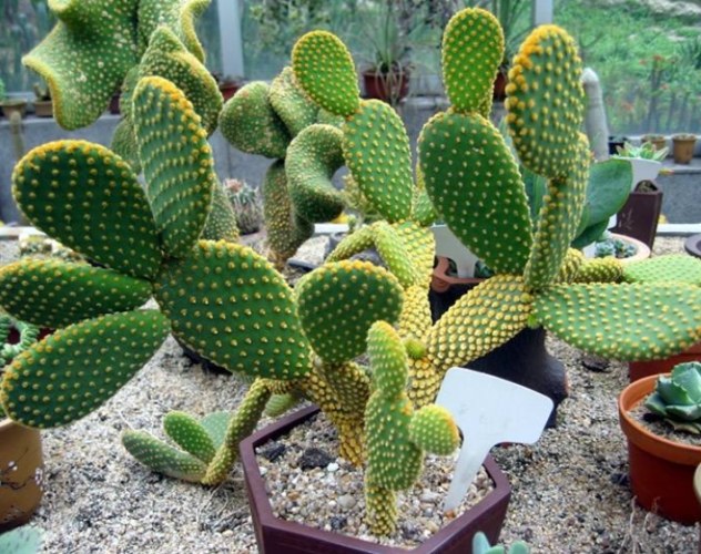 仙人掌不生根原因