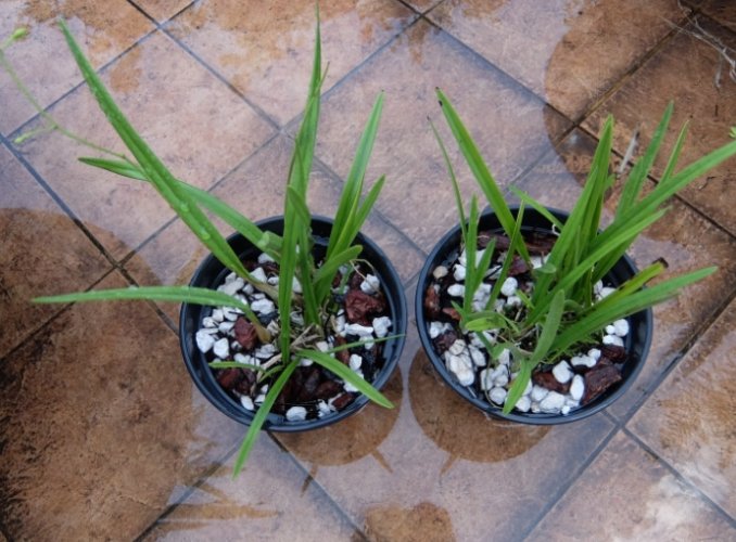 換盆後施肥時間