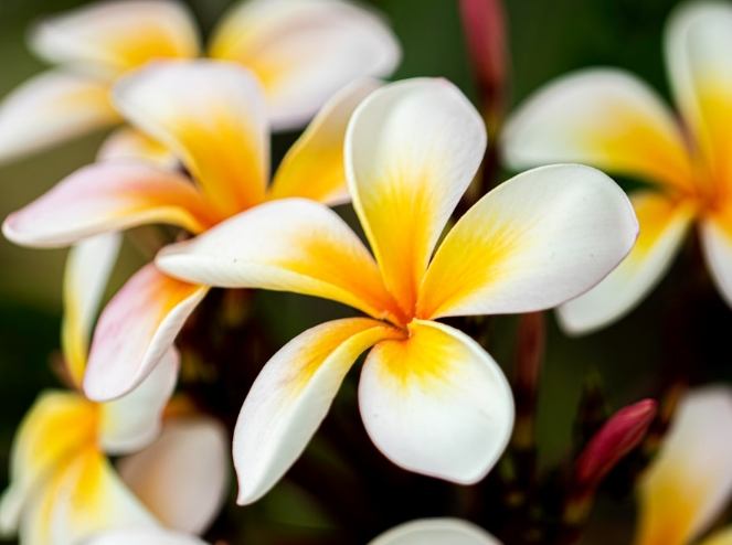 雞蛋花葉子枯黃原因