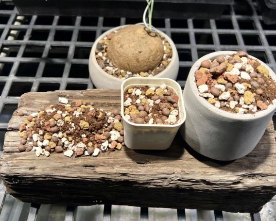 多肉專用土比較