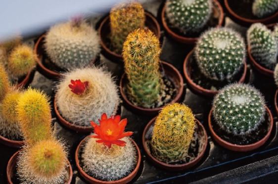 球狀仙人掌扦插 球狀仙人掌扦插