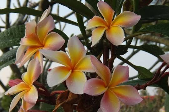 雞蛋花養護方法