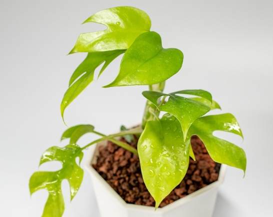 龜背葉水培照顧