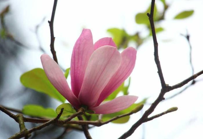 玉蘭花開花後護理