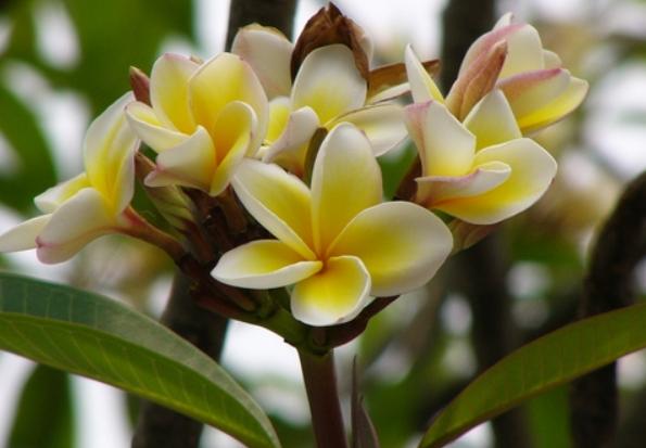 雞蛋花種子繁殖方法