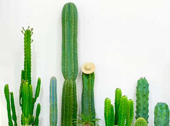 仙人掌 客廳