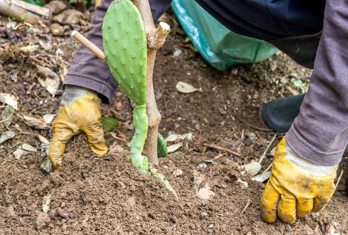 仙人掌生根方法