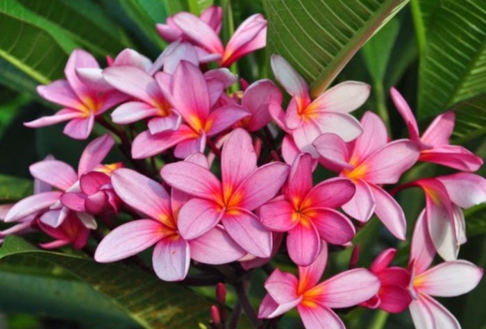 植物生根方法 植物生根方法