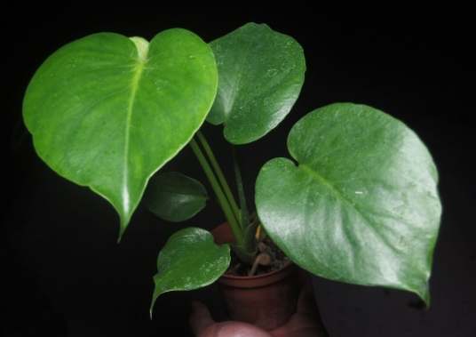 龜背芋照顧方法