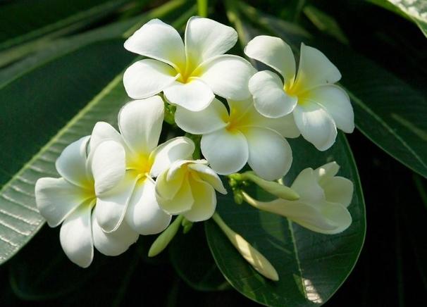 植物生根方法 植物生根方法