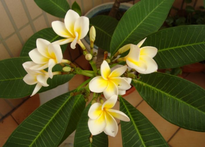 雞蛋花果實用途