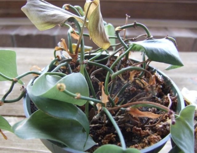 植物換盆注意事項