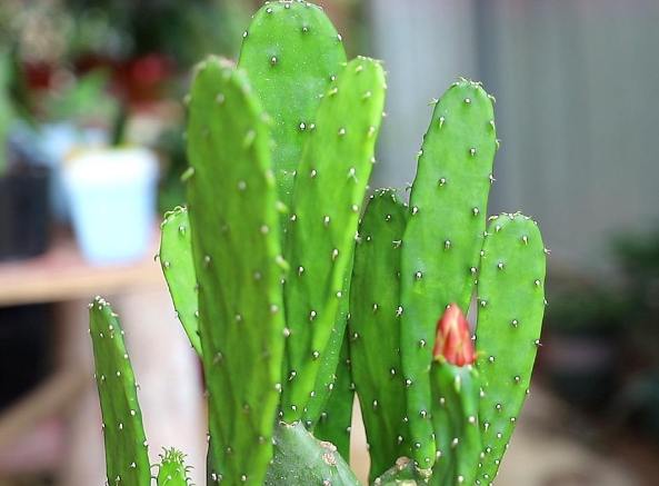 仙人掌養護技巧