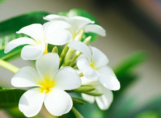 雞蛋花養護 雞蛋花養護