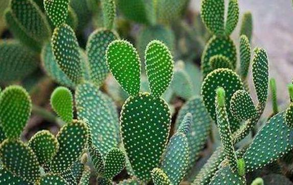 白星仙人掌養護