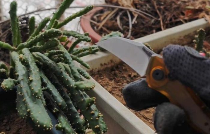 球狀仙人掌扦插 球狀仙人掌扦插