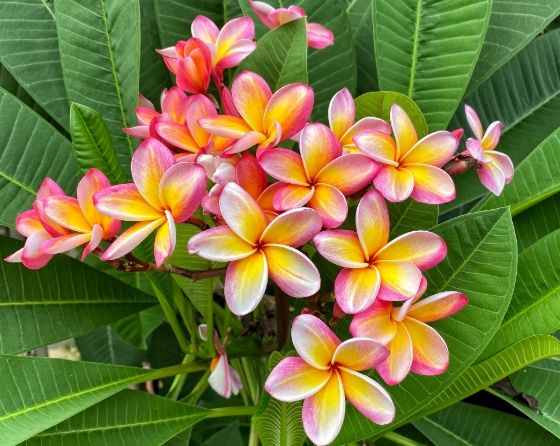 雞蛋花果實功效