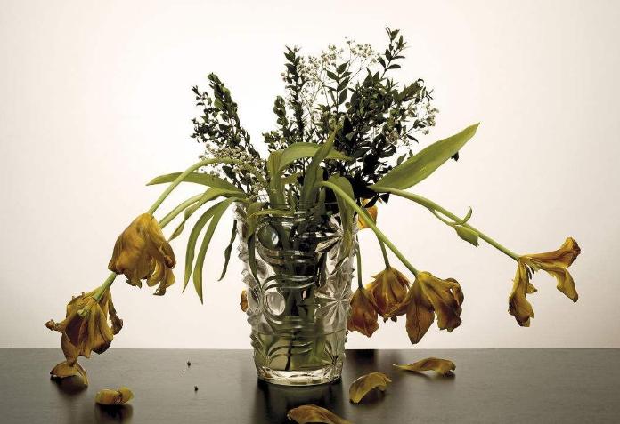 換盆後植物枯萎