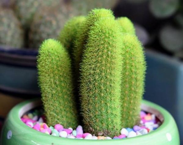 金手指仙人掌繁殖方法