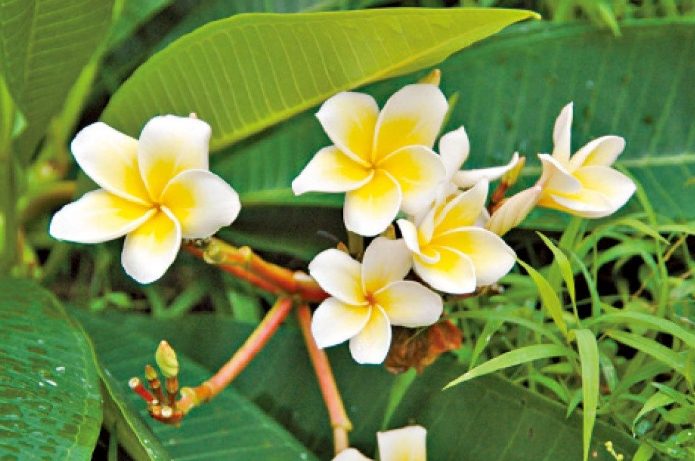 雞蛋花澆水方法