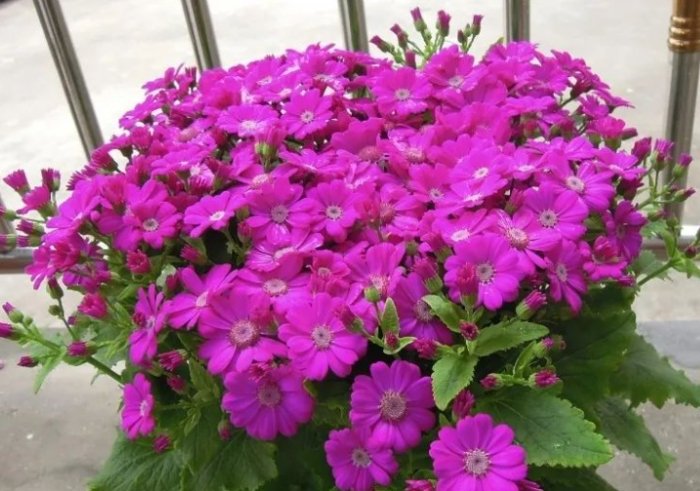 台湾家庭花卉推荐