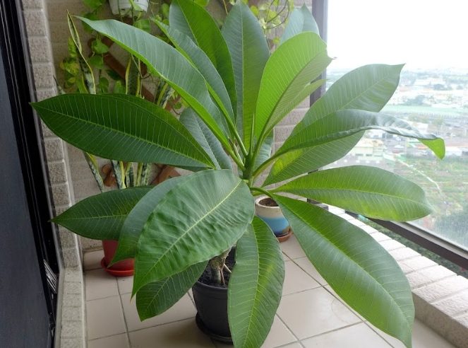 雞蛋花養護技巧