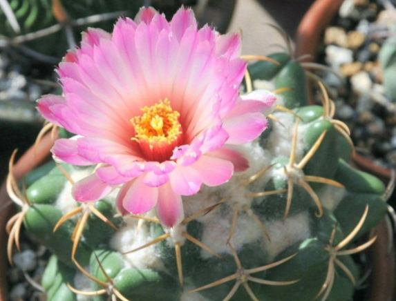 白星仙人掌分株方法