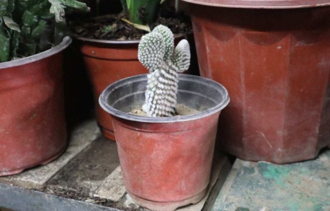 仙人掌分株 仙人掌分株