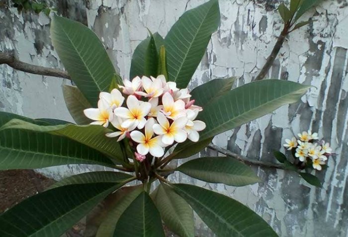 雞蛋花果實種植