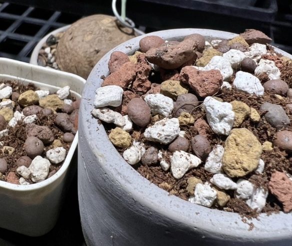 多肉植物介質選擇