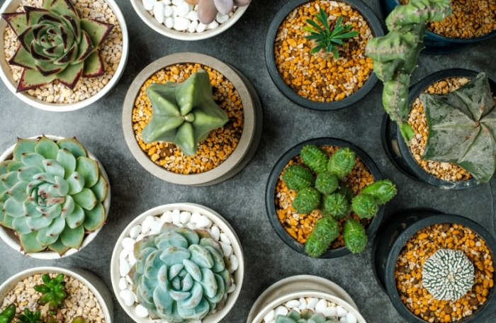 多肉植物繁殖方法