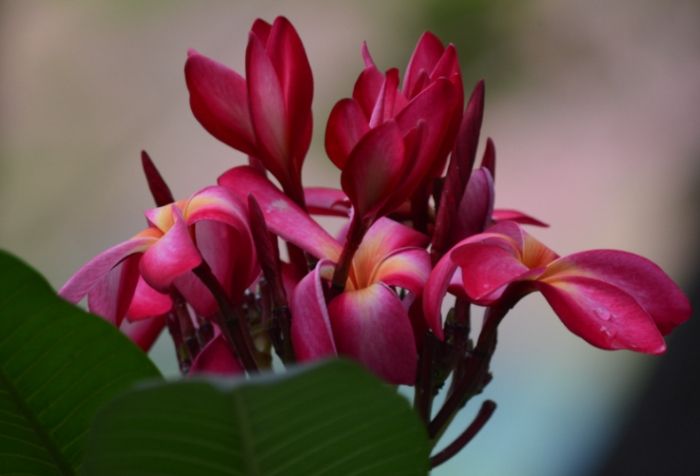 雞蛋花照顧技巧