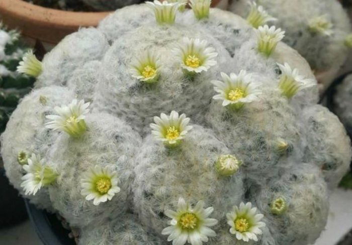 仙人掌繁殖技巧