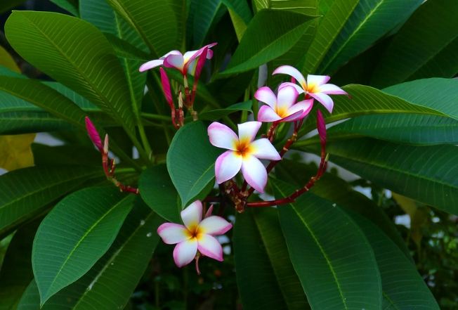 雞蛋花水分需求