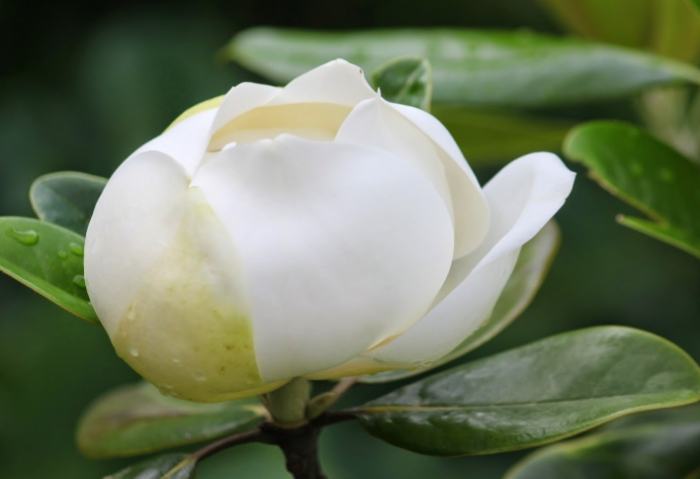 玉蘭樹修剪方法