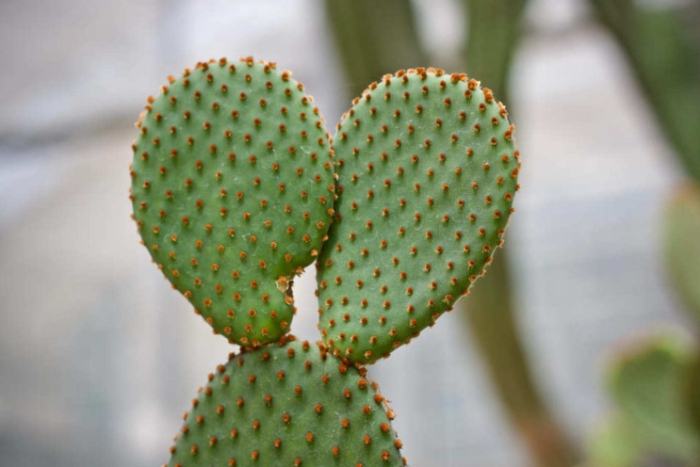 無刺仙人掌養護