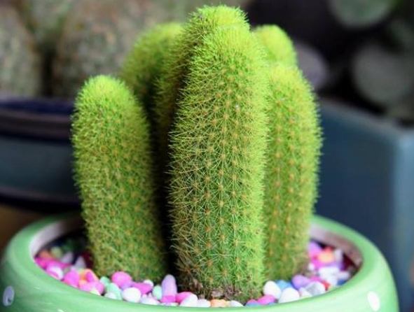 仙人掌養護技巧